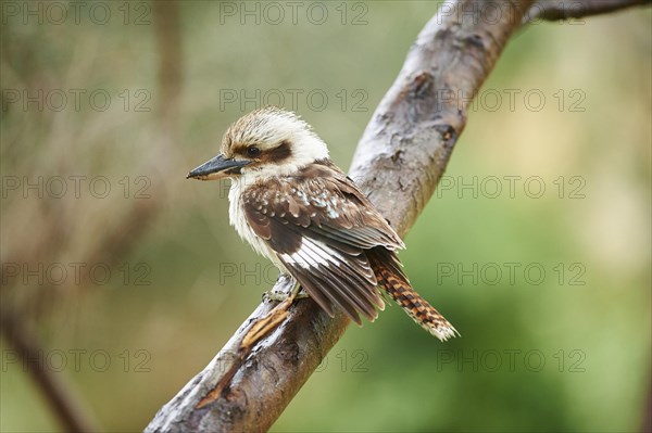 Laughing kookaburra (Dacelo novaeguineae) sitting on a branch