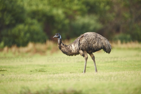 Emu (Dromaius novaehollandiae) on a meadow