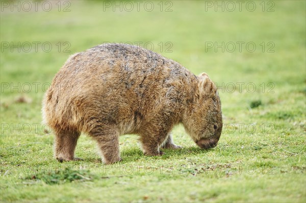 Common wombat (Vombatus ursinus)