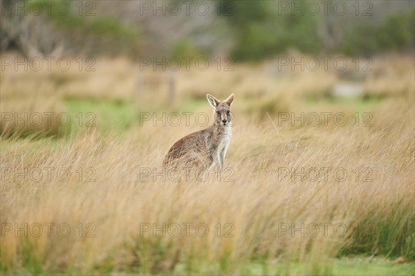 Eastern grey kangaroo (Macropus giganteus)