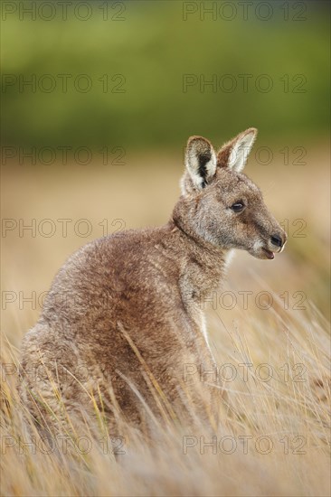 Eastern grey kangaroo (Macropus giganteus)