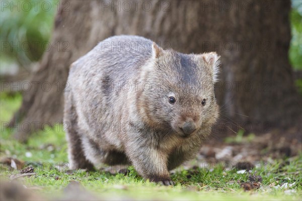 Common wombat (Vombatus ursinus)