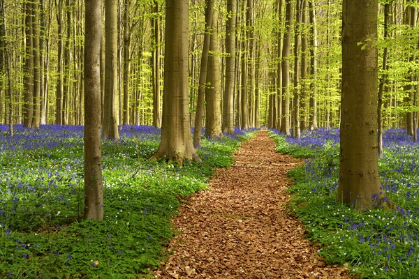 Path through forest