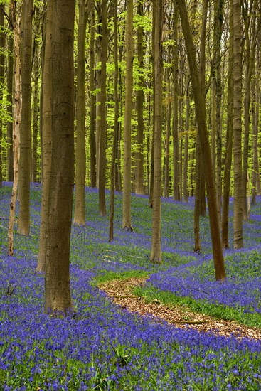 Path through forest