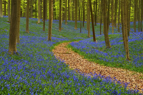 Path through forest