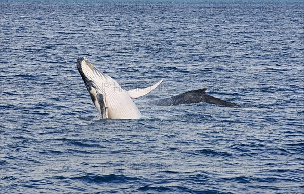 Humpback whale (Megaptera novaeangliae) breaching