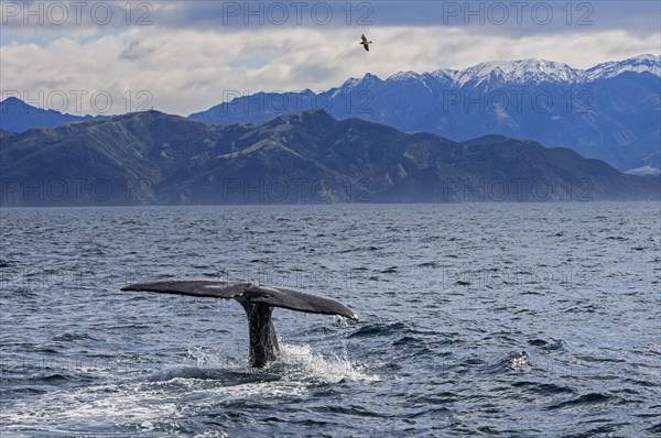 Fluke of Sperm whale diving