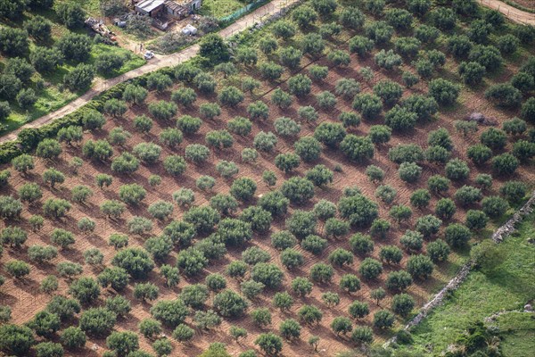 Olive trees in plantation