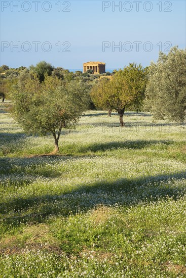 Olive trees with temple of Concordia
