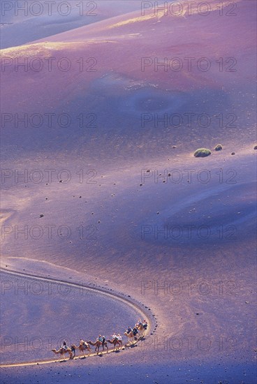 Tourists riding camels