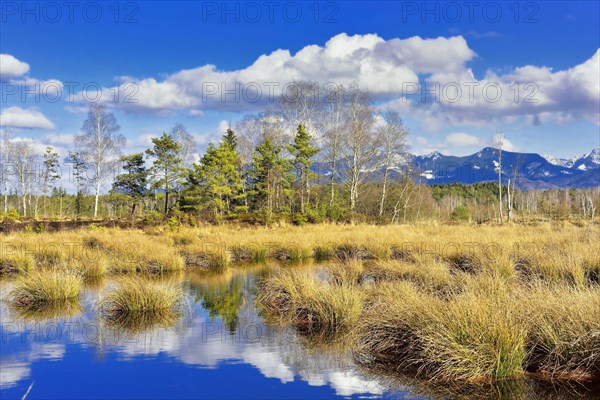 Silted moor pond with bulrushes (Schoenoplectus lacustris) and reflection of clouds