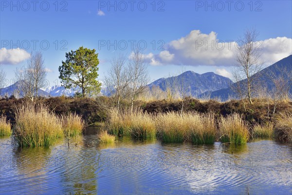 Moor pond