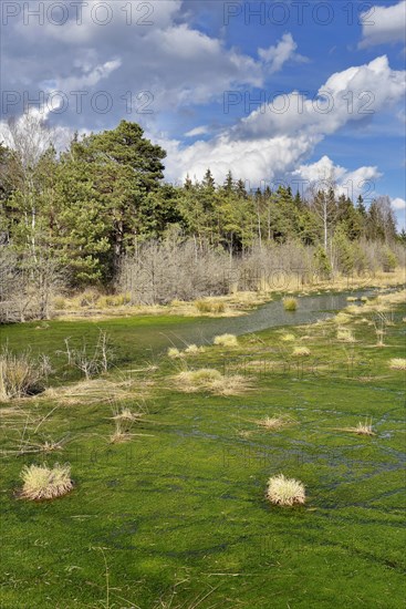 Silted moor pond with moss (Sphagum sp.) and bulrushes (Schoenoplectus lactustris)