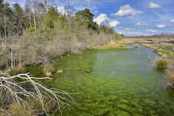 Silted moor pond with moss (Sphagum sp.) and bulrushes (Schoenoplectus lactustris)