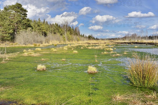 Silted moor pond with moss (Sphagum sp.) and bulrushes (Schoenoplectus lactustris)