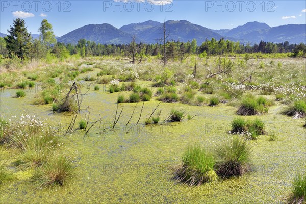 Tussock cottongrass (Eriophorum vaginatum) in moorland pond with dead pines and peat moss (Spagunm sp.)