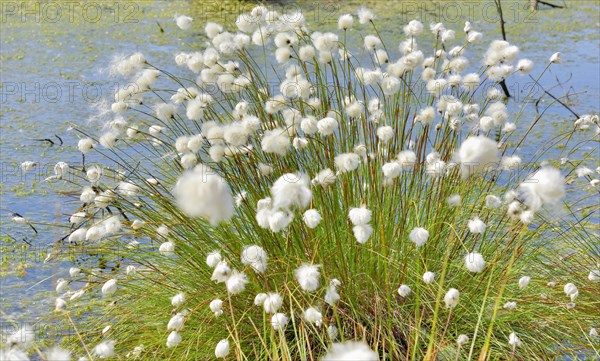 tussock cottongrass (Eriophorum vaginatum)