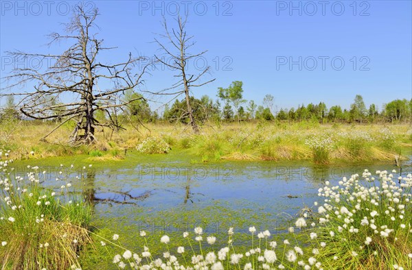 Dead pines (Pinus sylvestris) and tussock cottongrass (Eriophorum vaginatum) in wet bog with peat moss (Sphagum sp.)