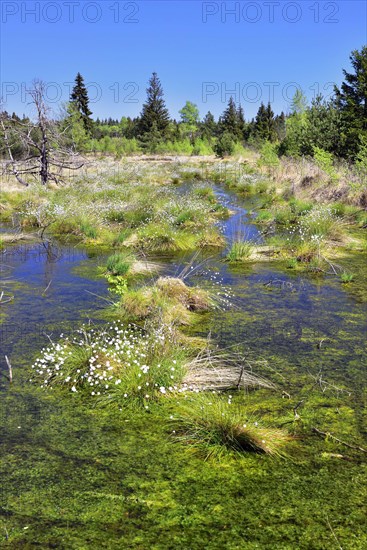 Tussock cottongrass (Eriophorum vaginatum) in moorland ponds