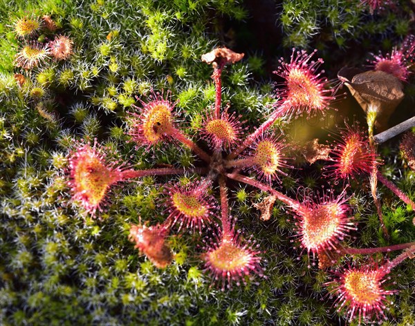 Oblong-leaved sundew (Drosera rotundifolia) on moss in a moor near Raubling