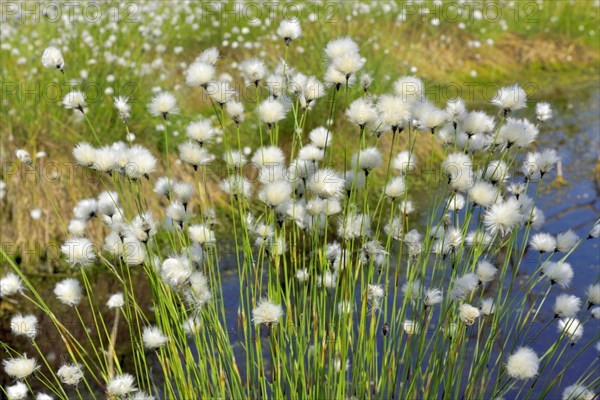 Flowering hare's-tail cottongrass (Eriophorum vaginatum) in moorland