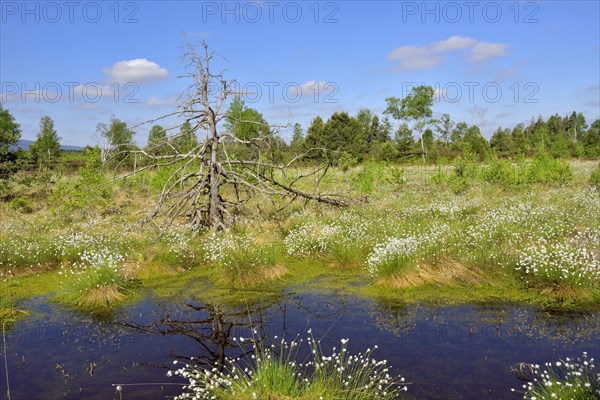 Flowering hare's-tail cottongrass (Eriophorum vaginatum) in moorland