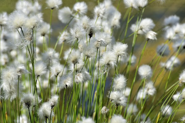 Flowering hare's-tail cottongrass (Eriophorum vaginatum) in moorland