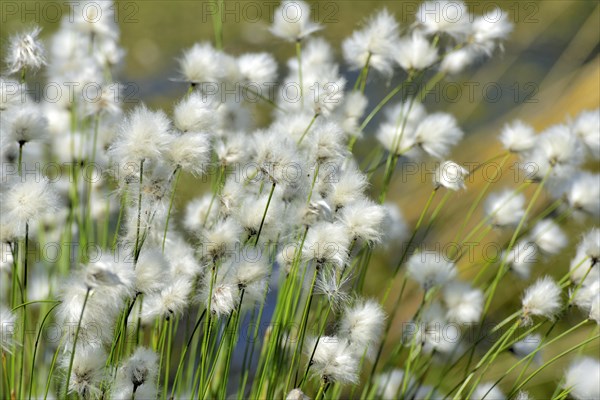 Flowering hare's-tail cottongrass (Eriophorum vaginatum) in moorland