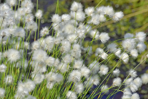 Flowering hare's-tail cottongrass (Eriophorum vaginatum) in moorland