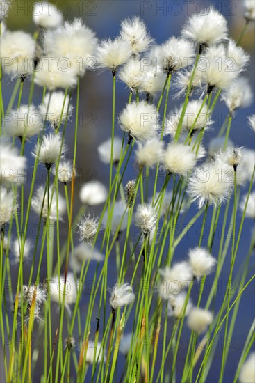 Flowering hare's-tail cottongrass (Eriophorum vaginatum) in moorland