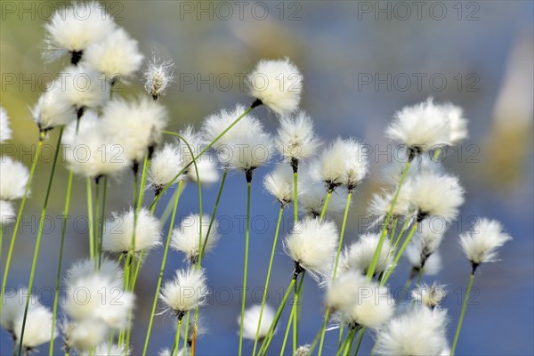 Flowering hare's-tail cottongrass (Eriophorum vaginatum) in moorland