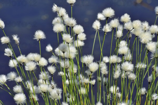 Flowering hare's-tail cottongrass (Eriophorum vaginatum) in moorland