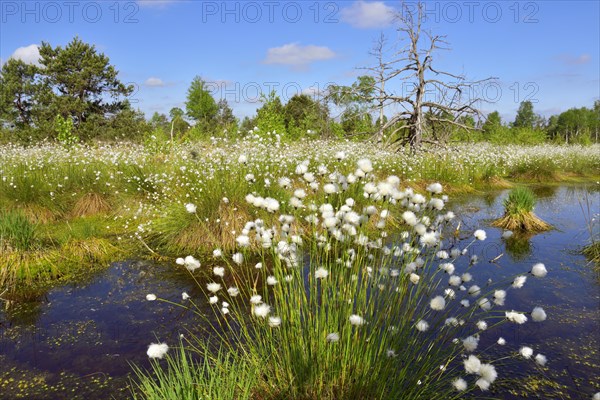 Flowering hare's-tail cottongrass (Eriophorum vaginatum) in moorland