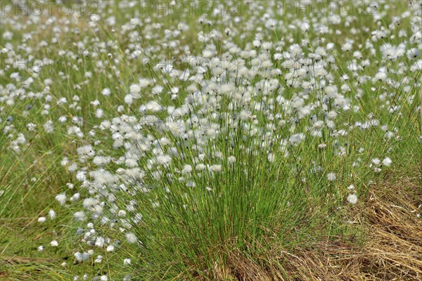 Flowering hare's-tail cottongrass (Eriophorum vaginatum) in moorland