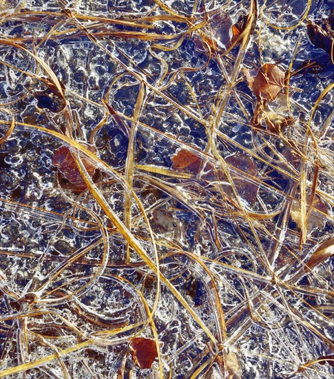 Frozen blades of grass and leaves in ice