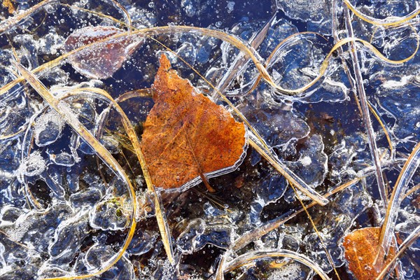 Frozen blades of grass and leaves in ice