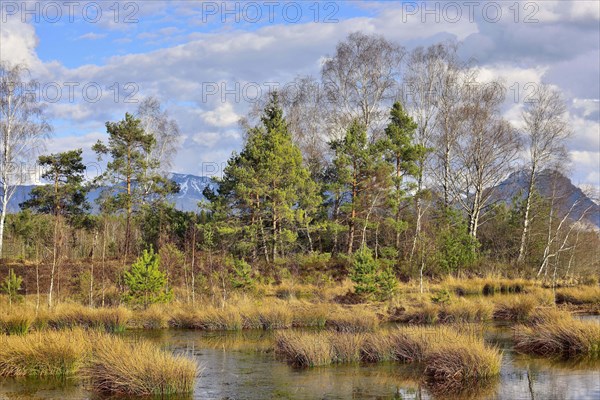 Moor landscape