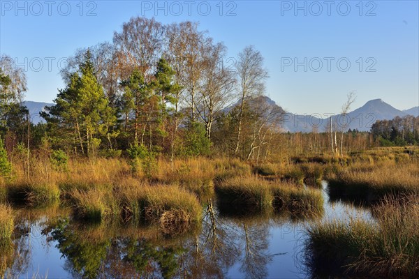 Pines (Pinus sylvestris) and birches (Betula pubescens) on moor pond with Common Club-rushes (Schoenoplectus lacustris)