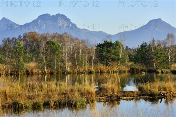 Pines (Pinus sylvestris) and birches (Betula pubescens) on moor pond with blue whistle grass (Molinia caerulea)