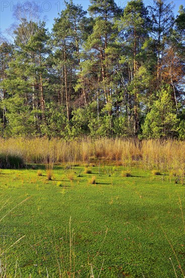 Moor pond overgrown with peat moss (Sphagnum sp.) surrounded by pines (Pinus sylvestris)