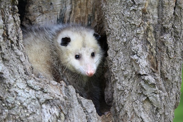 Virginia Opossum (Didelphis virginiana)