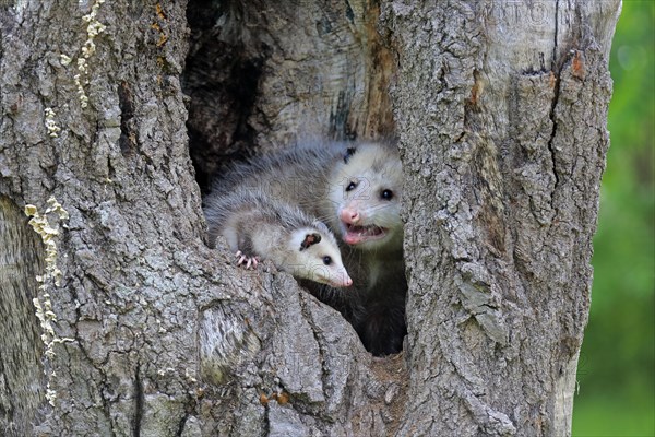 Virginia Opossum (Didelphis virginiana)