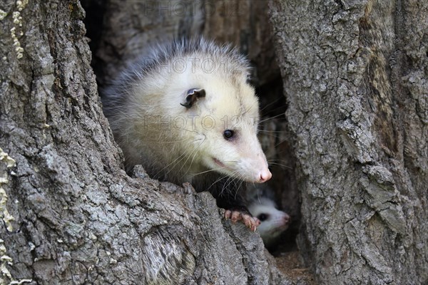 Virginia Opossum (Didelphis virginiana)