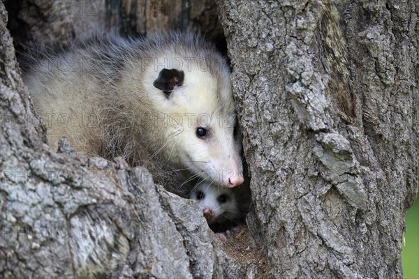 Virginia Opossum (Didelphis virginiana)