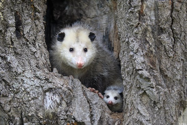 Virginia Opossum (Didelphis virginiana)