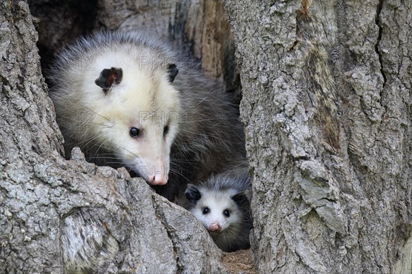 Virginia Opossum (Didelphis virginiana)