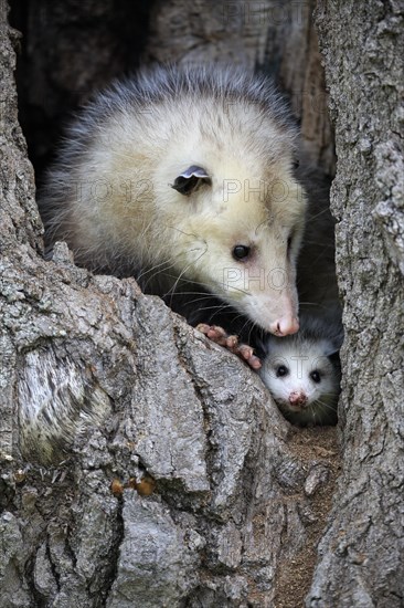 Virginia Opossum (Didelphis virginiana)