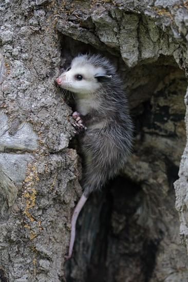 Virginia Opossum (Didelphis virginiana)