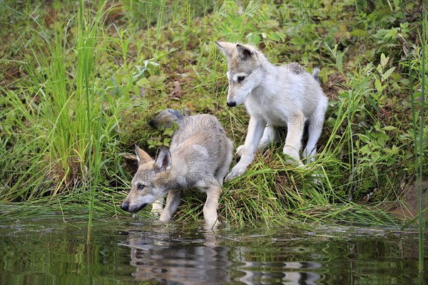Gray wolves (Canis lupus)