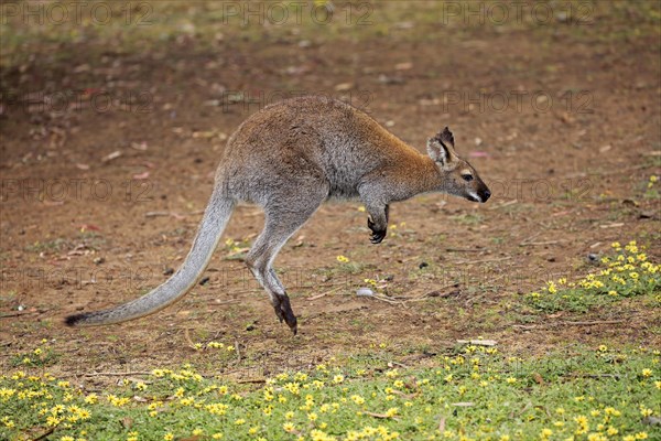 Red-necked wallaby (Macropus rufogriseus)